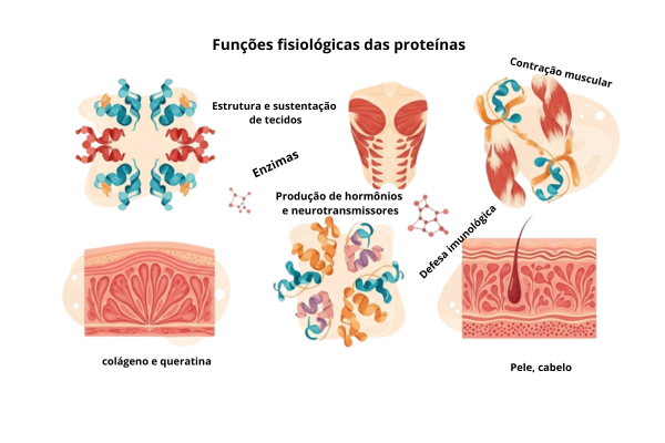 Funções das proteínas no corpo